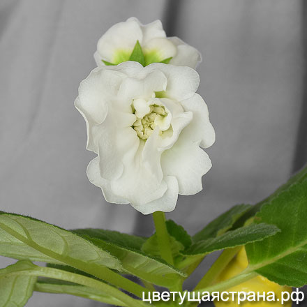 Silvana-White-440.jpg