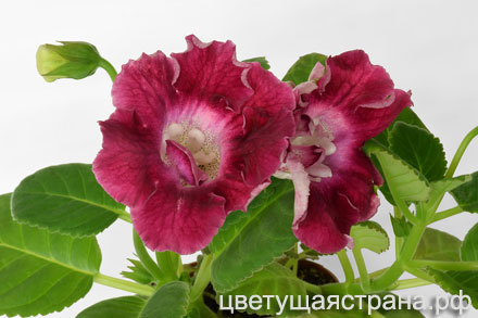 Цвет-Карнавал-1-440.jpg