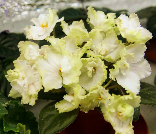 ЛЕ-Цвет Калины.jpg