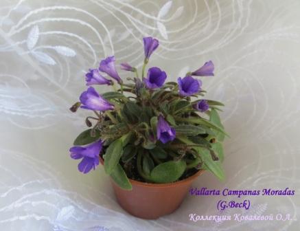 Vallarta Campanas Moradas5.jpg