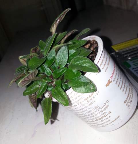Pink Mint02-.jpg