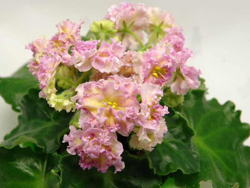 ЛЕ-Злато Скифов (Е.Лебецкая)