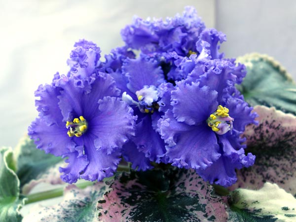 ek-goluboj_almaz.jpg