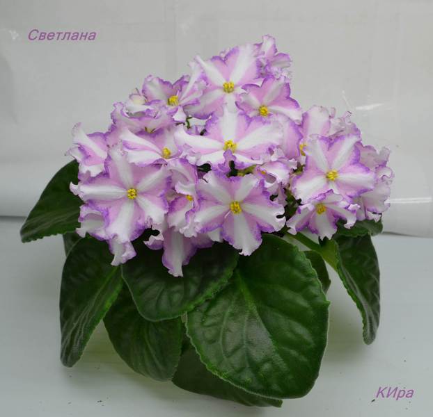 Светлана 1.JPG