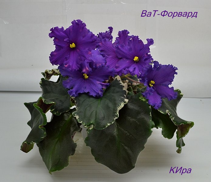 ВаТ-Форвард.JPG