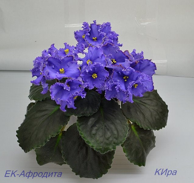 ЕК-Афродита.JPG