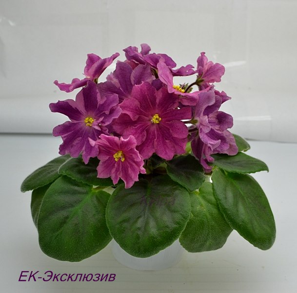 ЕК-Эксклюзив.JPG