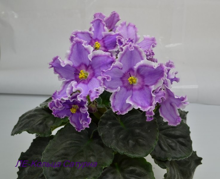 ЛЕ-Кольца Сатурна.JPG