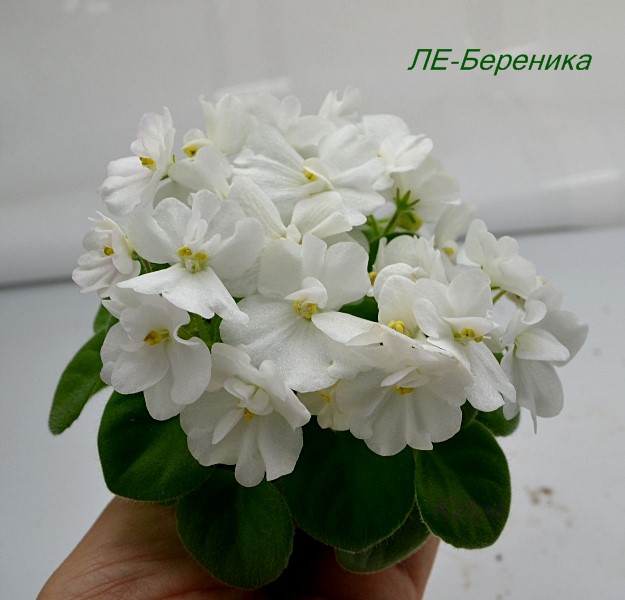 ЛЕ-Береника.JPG
