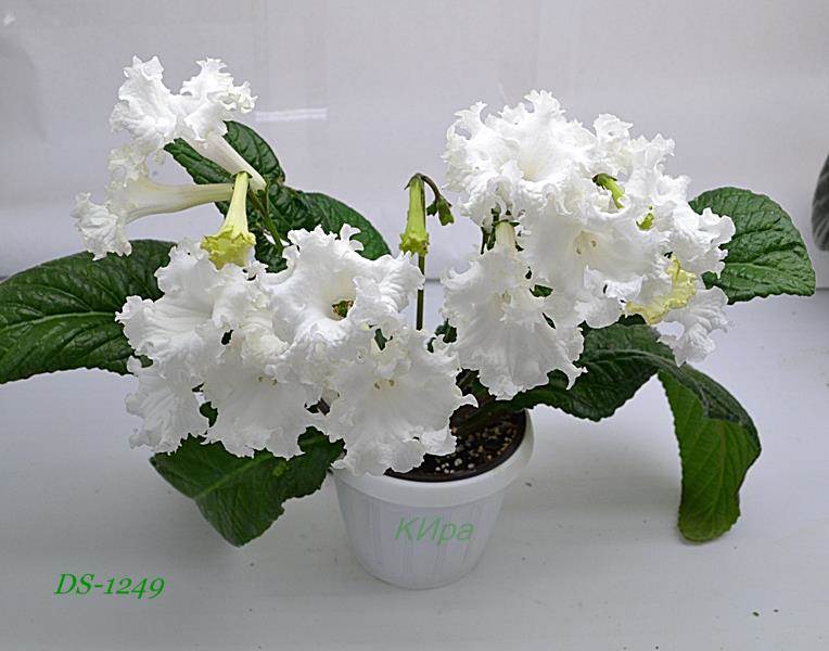 DS-1249.JPG
