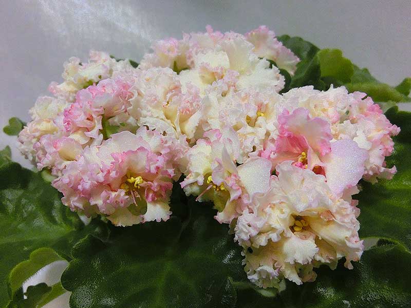 ЛЕ_-_Злато_Скифов_(Е.А._Лебецкая).jpg