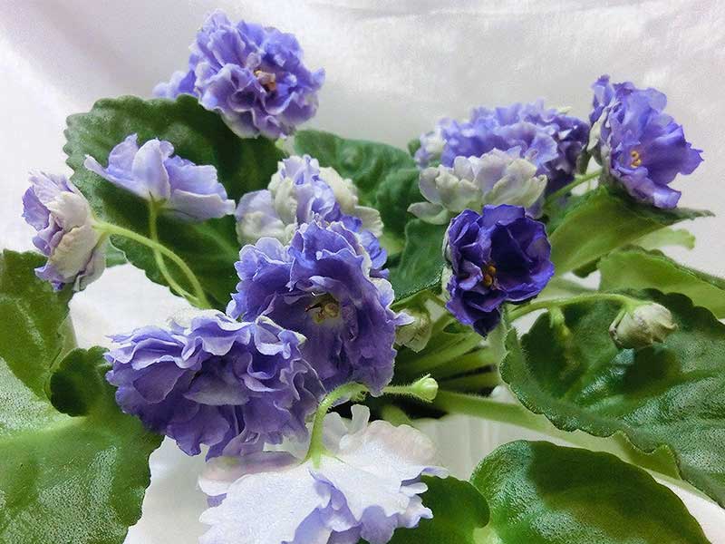 РС_-_Аквамарин_(С.Н._Репкина).jpg