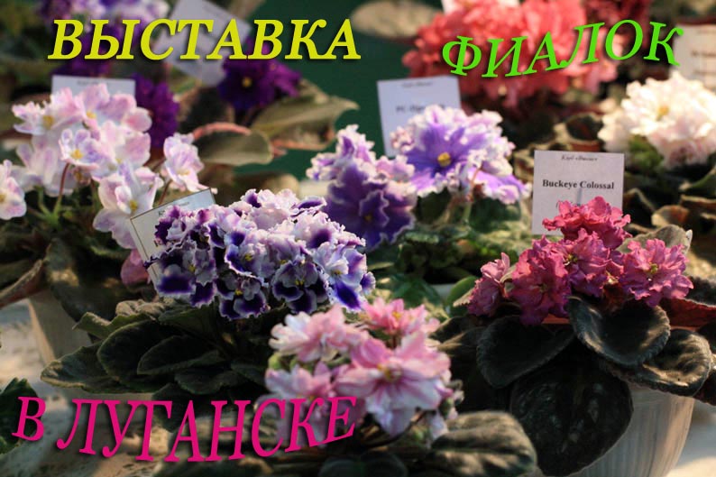 выст фиалокIMG_4132 копия.jpg