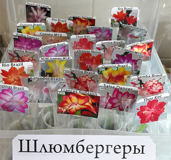 шл1-.jpg