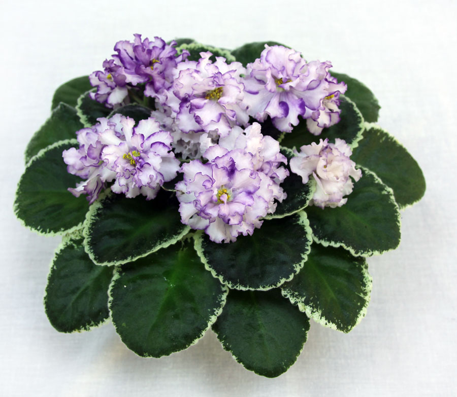 2 место – ЛЕ-Фрейя (Е. Лебецкая), кол. Н. Чистякова