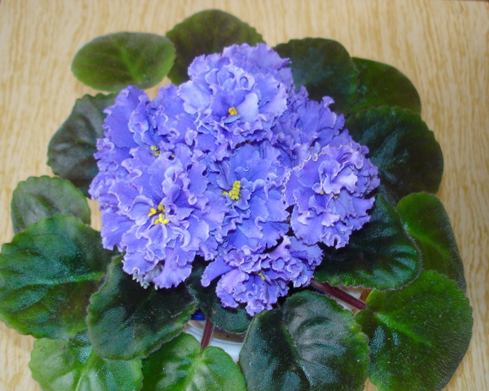 DSC00891.jpg