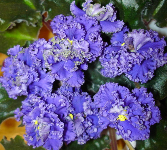 DSC06268.jpg