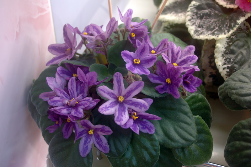 DS-Лавандовая-Сказка-Патяни.jpg