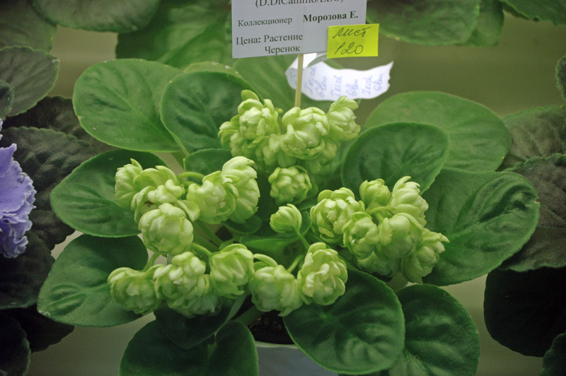 Irish-Glen-Морозова.jpg