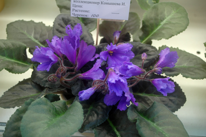 Senk’s-Big-Bells-Конышева.jpg