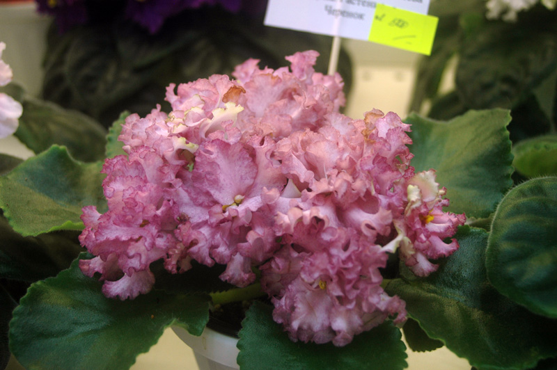АВ-Анна-Каренина-Киселева.jpg