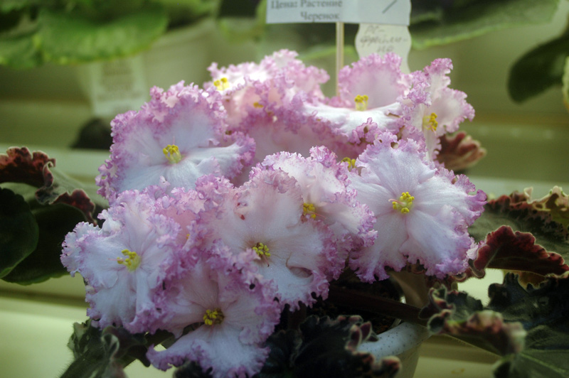 ЛЕ-Фрейлина-Кочеткова.jpg