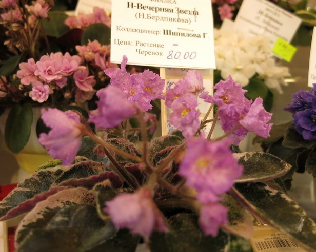 IMG_4867_новый размер.JPG
