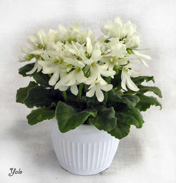 Lunar Lily