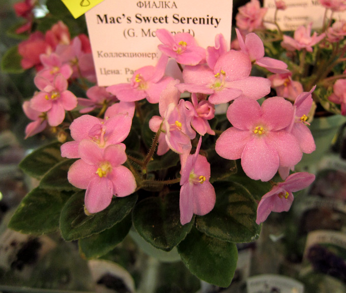 Mac's-Sweet-Serenity.jpg