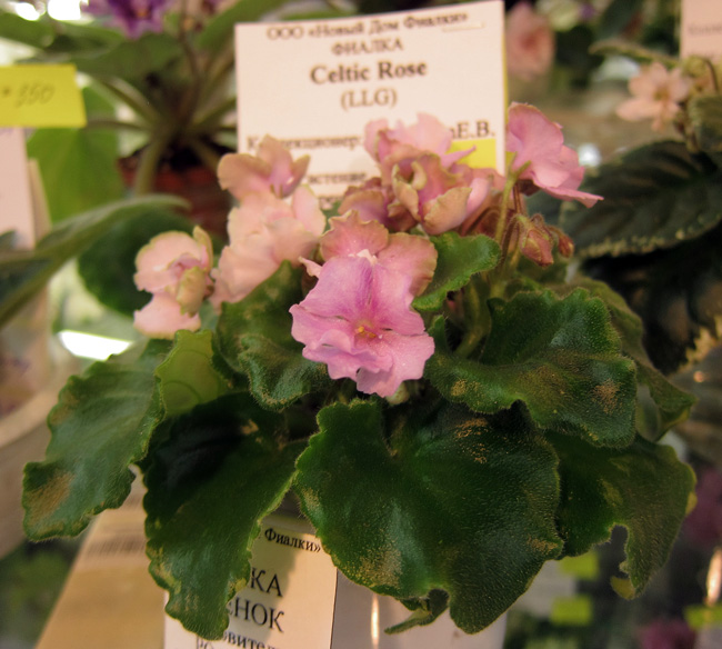 Celtic-Rose.jpg