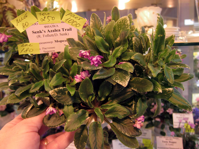 Senk's-Azalea-Trail.jpg