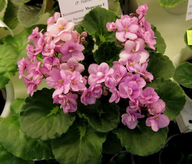 Beauteous (стандартный трейлер).jpg