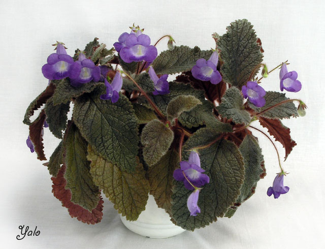Eucodonia Adele
