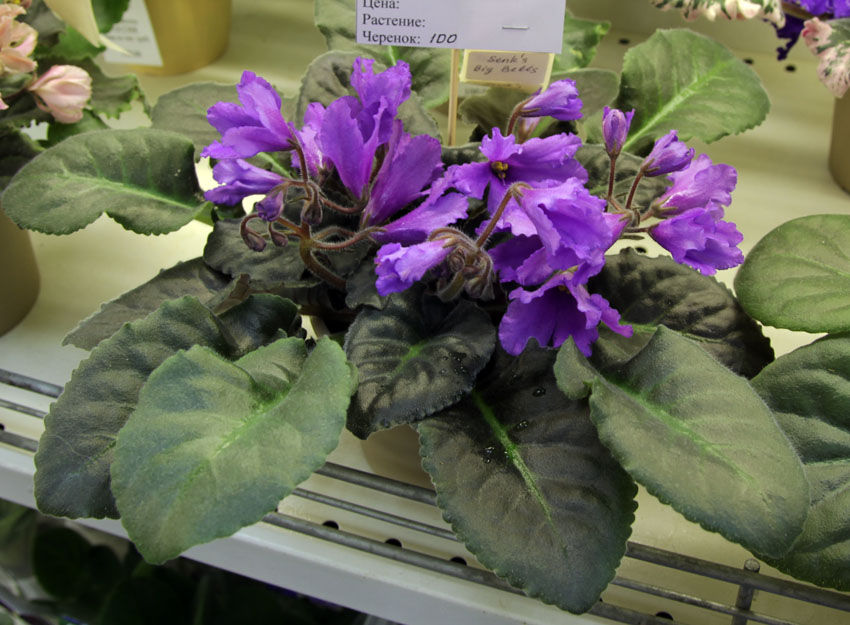 Senk's Big Bells