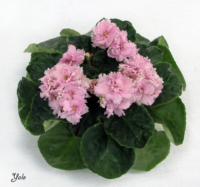ЛЕ-Комплимент