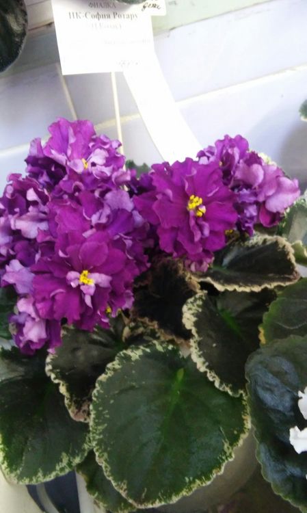 20160825_192927.jpg