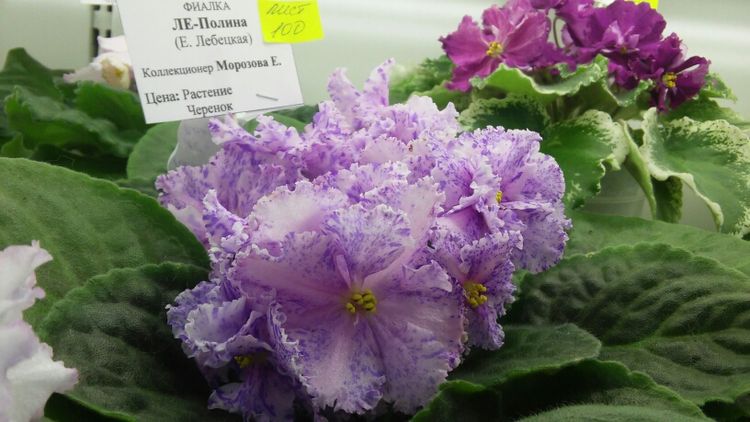 20160825_193953.jpg