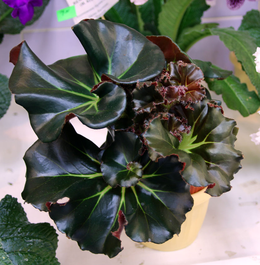 Begonia Bunchii, кол. И. Киселёва