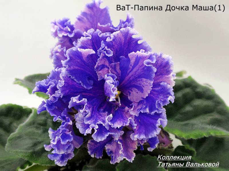 Сеянец