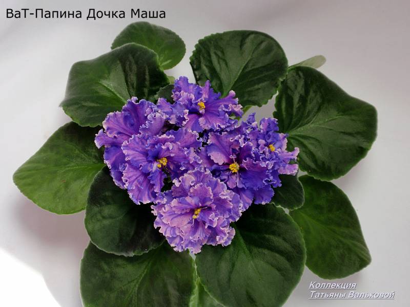 Проверочное растение