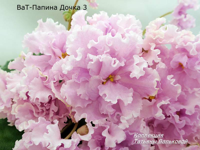ВаТ-Папина Дочка Женя.
