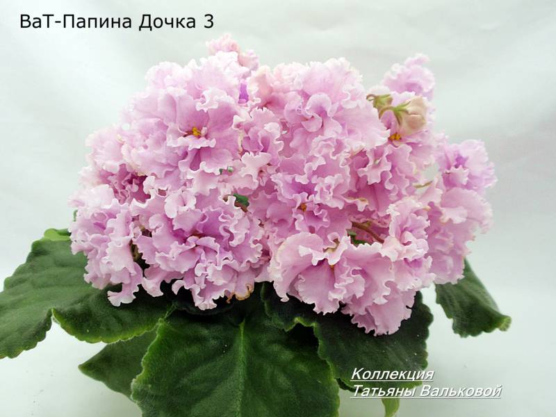 ВаТ-Папина Дочка Женя