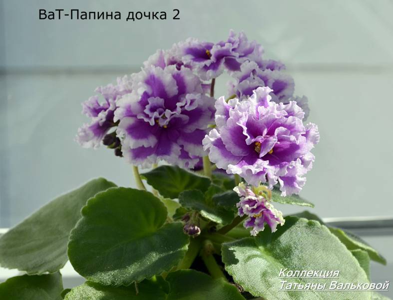 ВаТ-Папина Дочка Даша