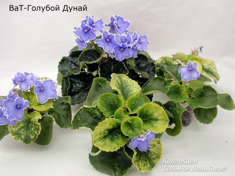 P2026742_800x600.jpg