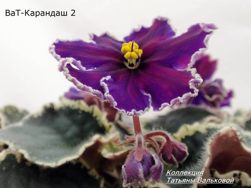 ВаТ-Графити