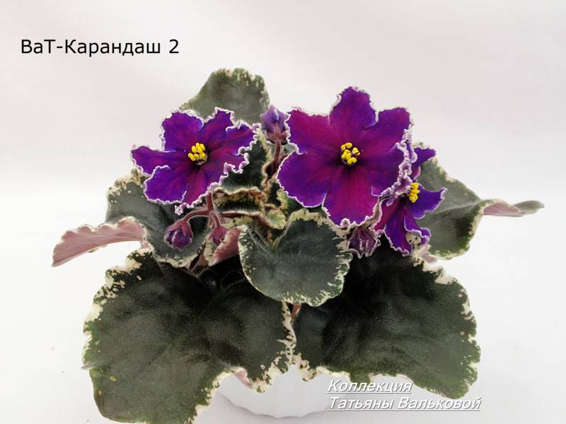 ВаТ-Графити
