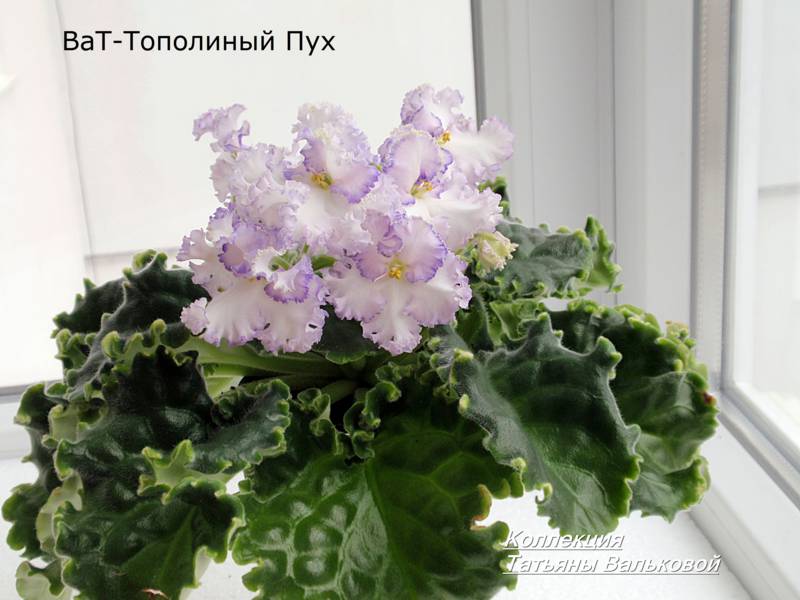 P3026841_800x600.jpg