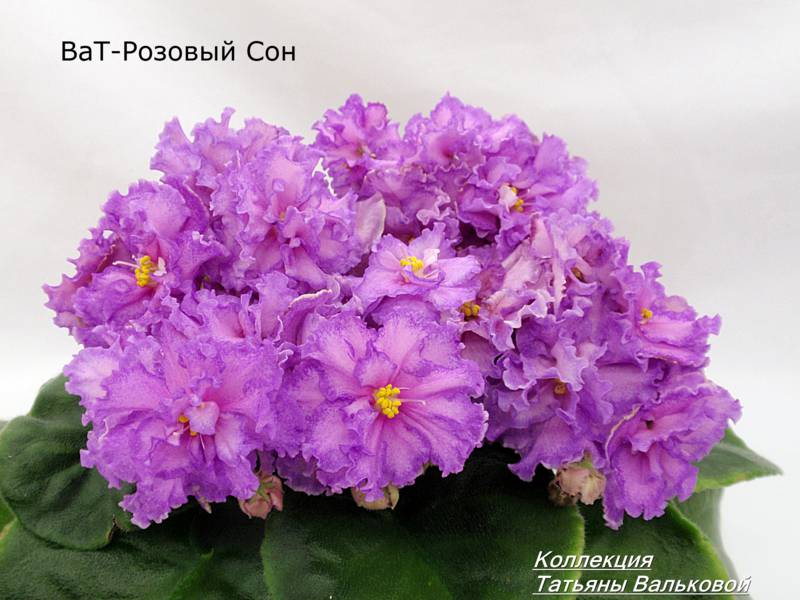 P1066559_800x600.jpg