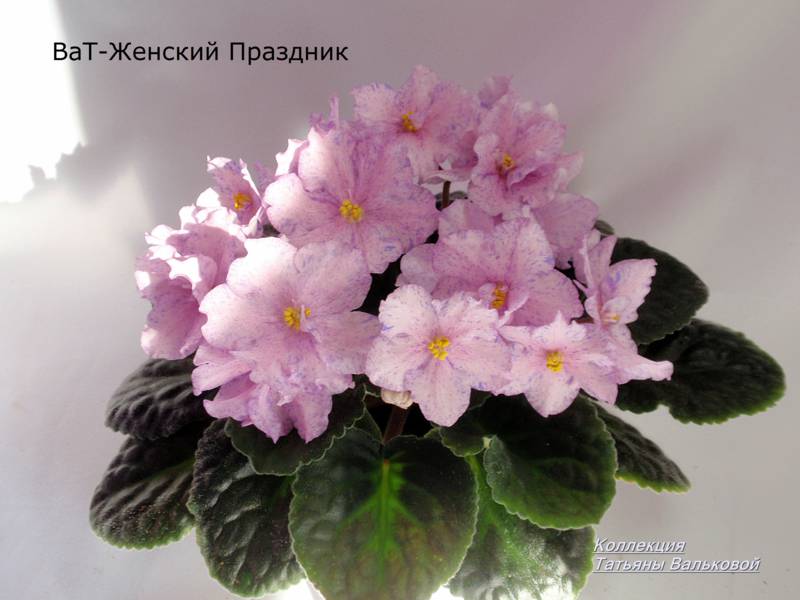 P9057949_800x600.jpg