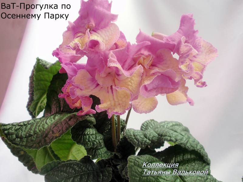 P7237601_800x600.jpg